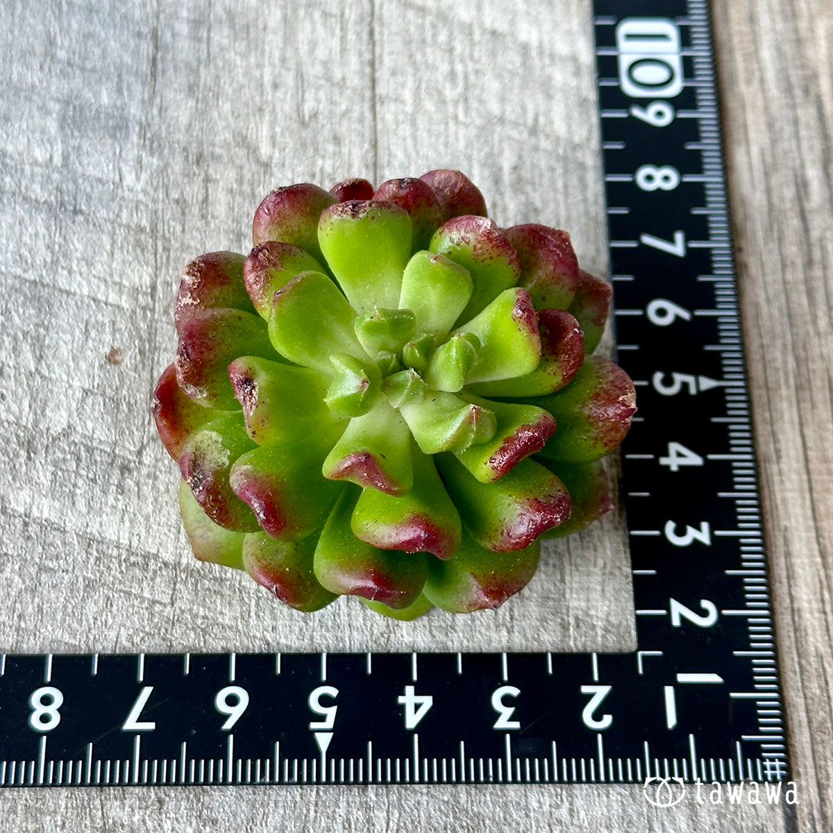 スピナ