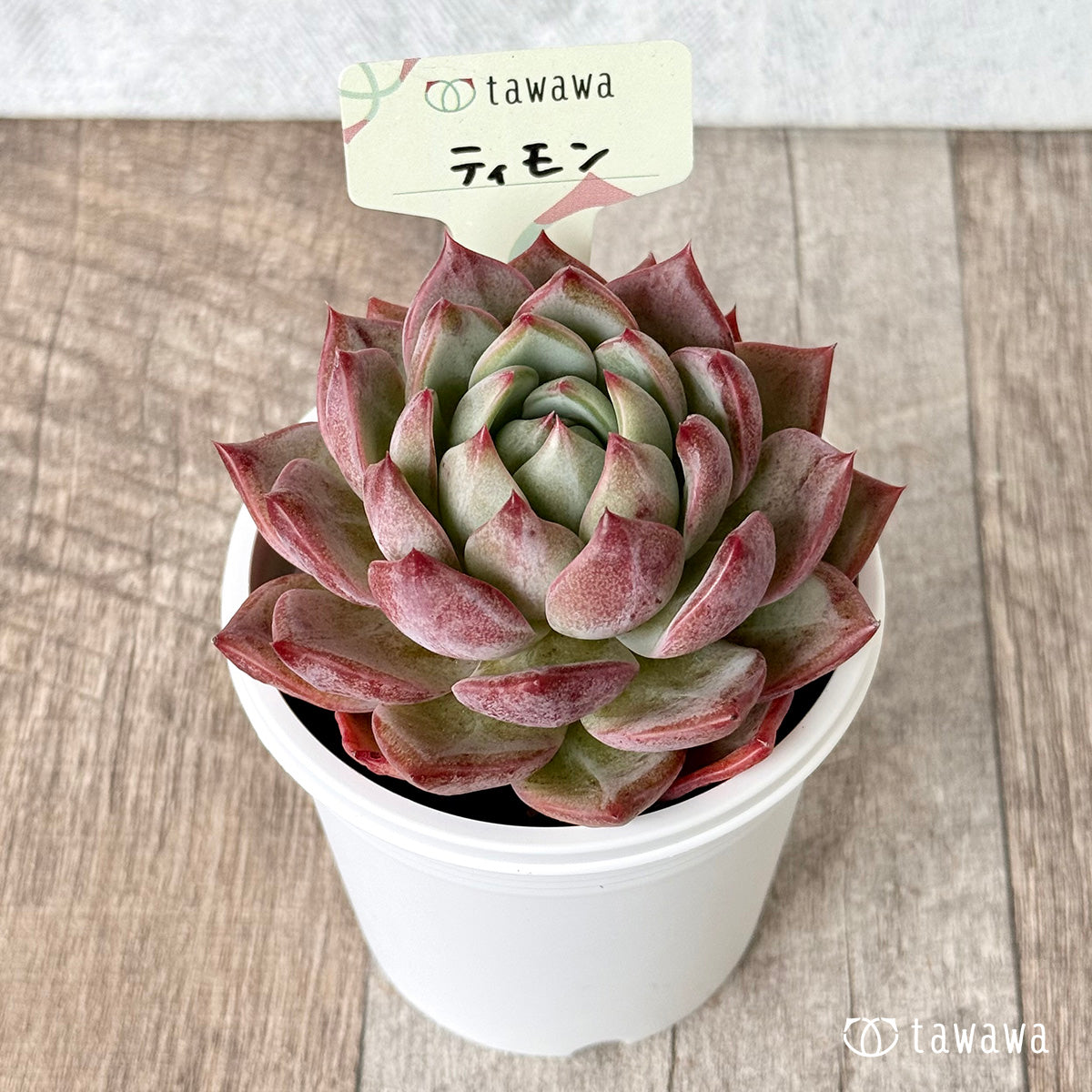*新発売* ティモン(エアーマジック農園)【tawawaハウス苗】(7.5cmポット)
