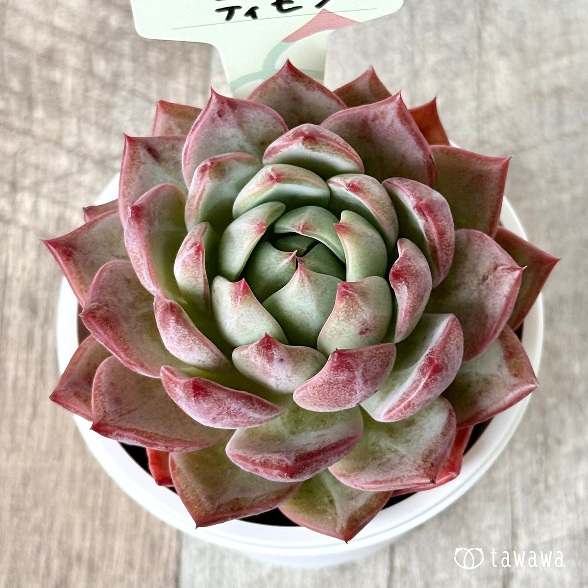 *新発売* ティモン(エアーマジック農園)【tawawaハウス苗】(7.5cmポット)
