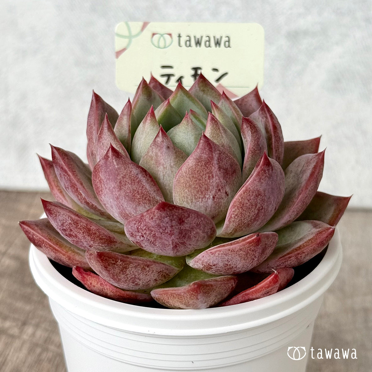 *新発売* ティモン(エアーマジック農園)【tawawaハウス苗】(7.5cmポット)