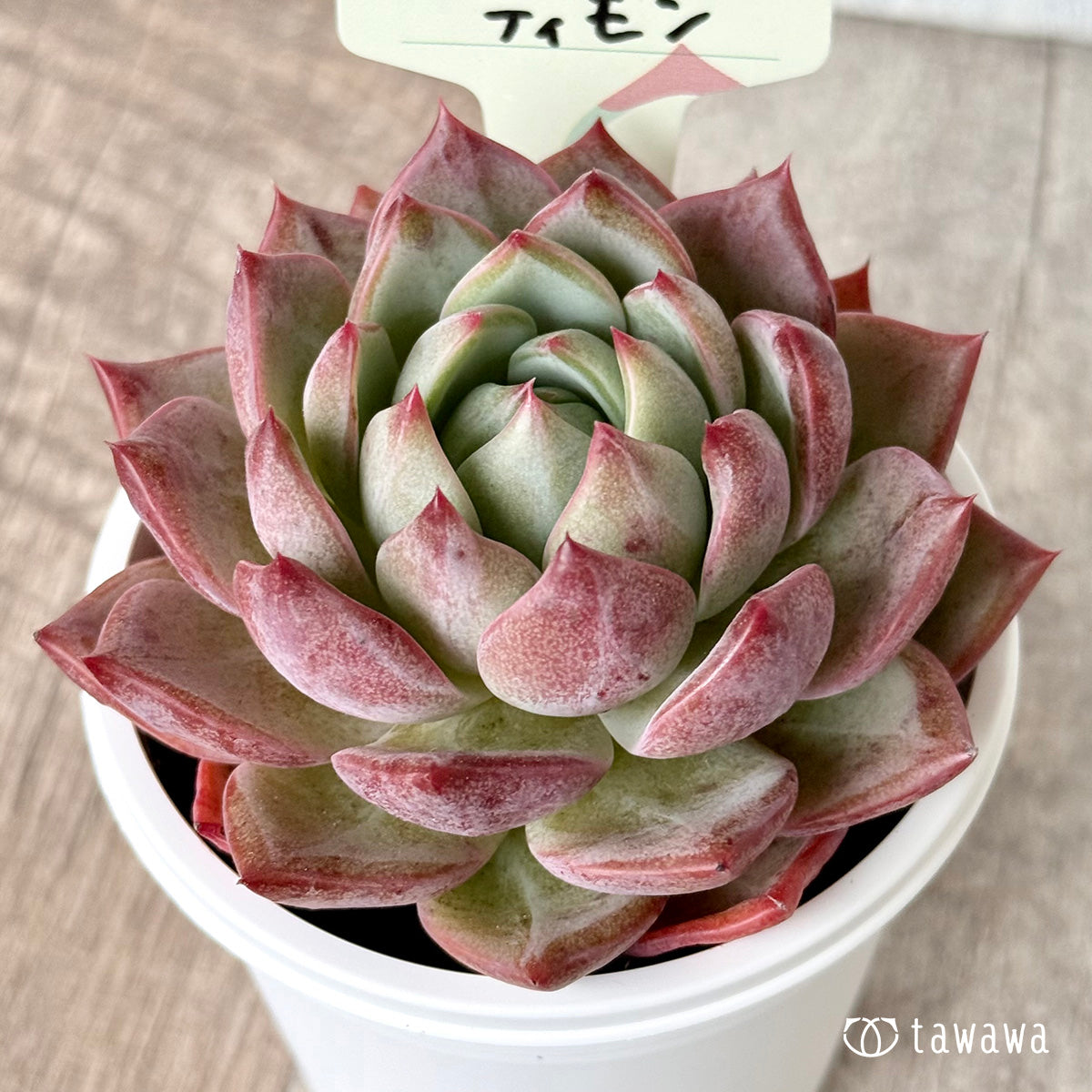 *新発売* ティモン(エアーマジック農園)【tawawaハウス苗】(7.5cmポット)