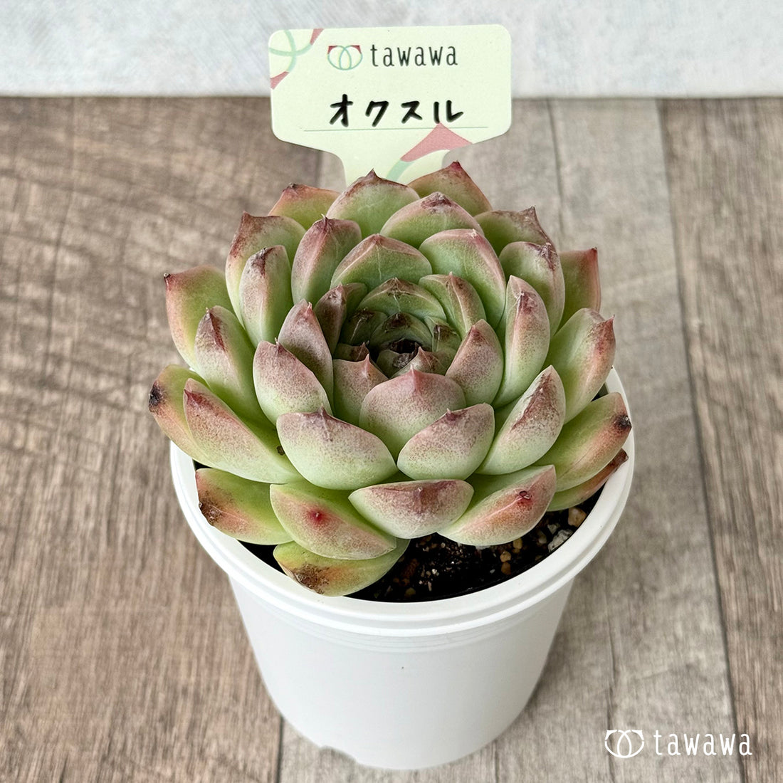 *新発売* オクスル【tawawaハウス苗】(7.5cmポット)