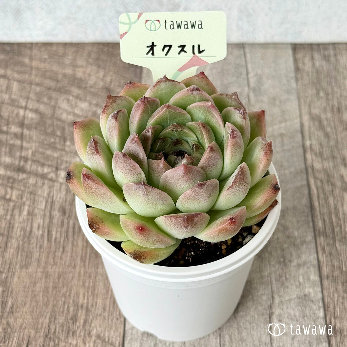 *新発売* オクスル【tawawaハウス苗】(7.5cmポット)