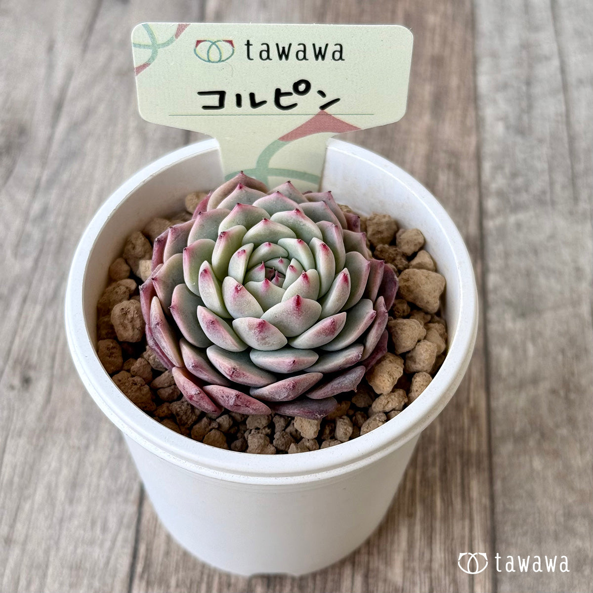 コルピン(エアーマジック農園苗)