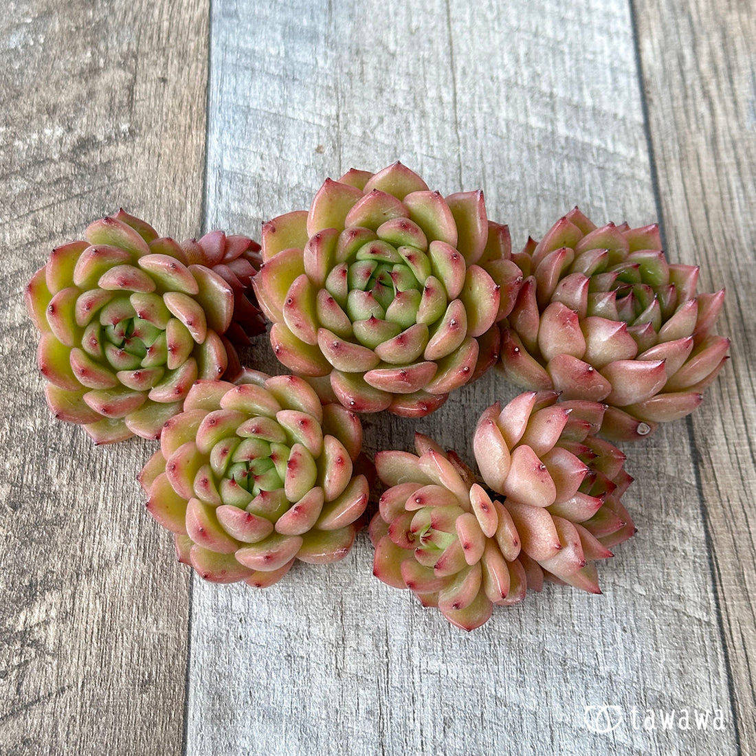 ツインスター(花村農園苗)