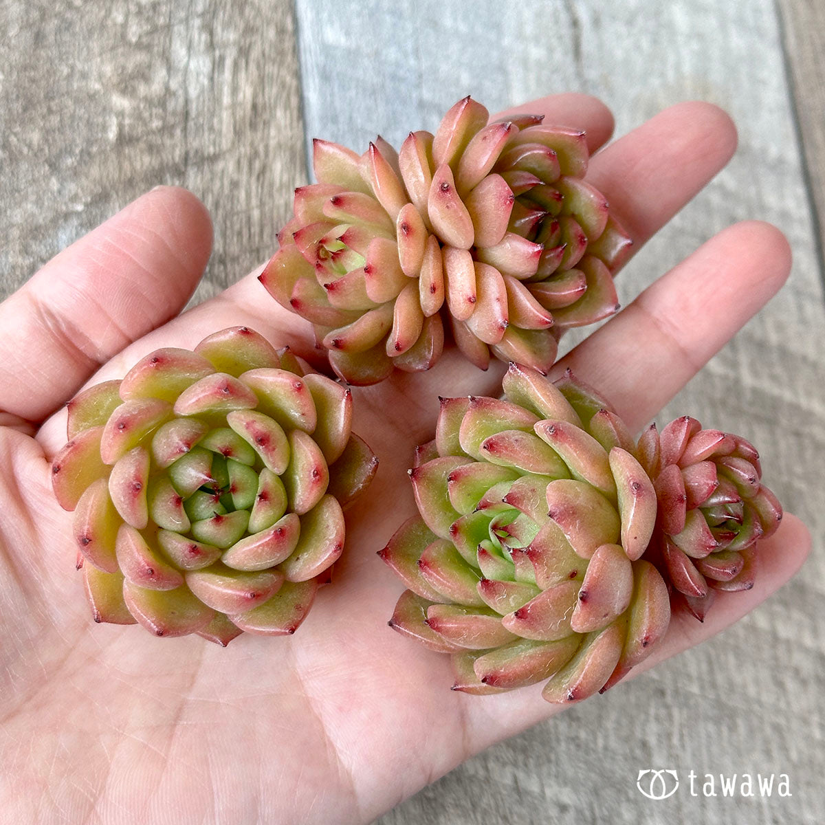 ツインスター(花村農園苗)