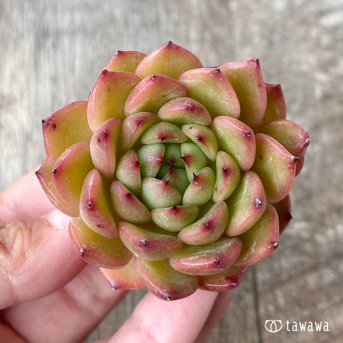 ツインスター(花村農園苗)