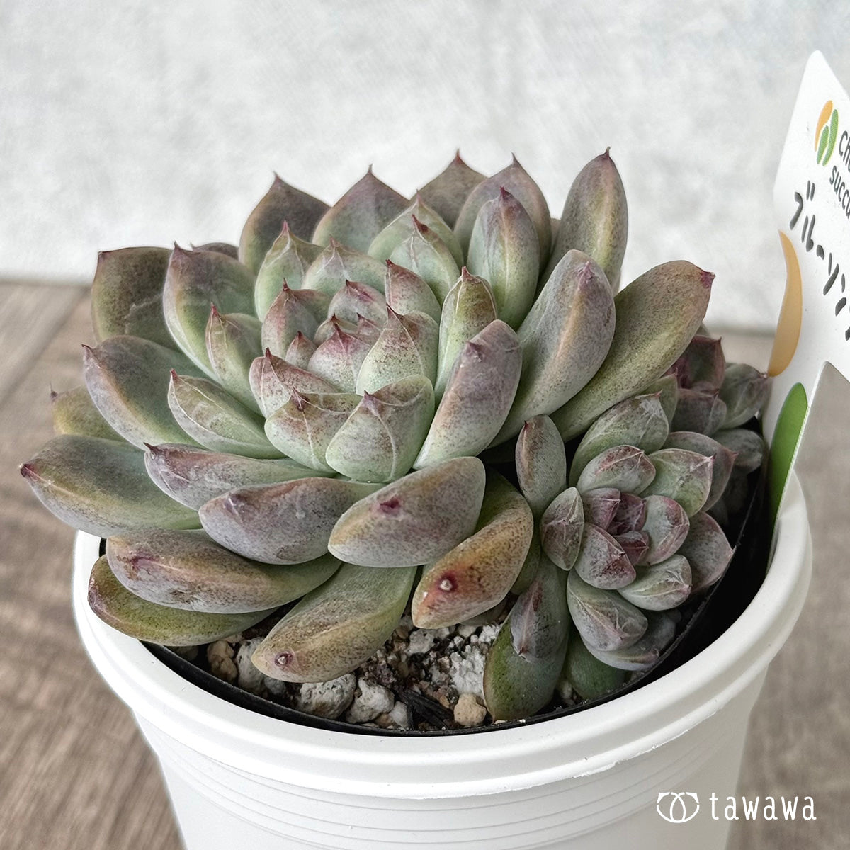*新発売* ブルーソング (チャンヒー農園)【tawawaハウス苗】(7.5cmポット)