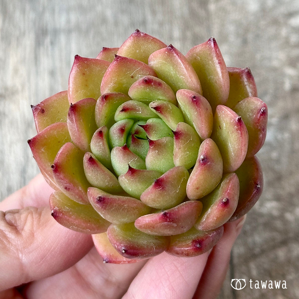 ツインスター(花村農園苗)