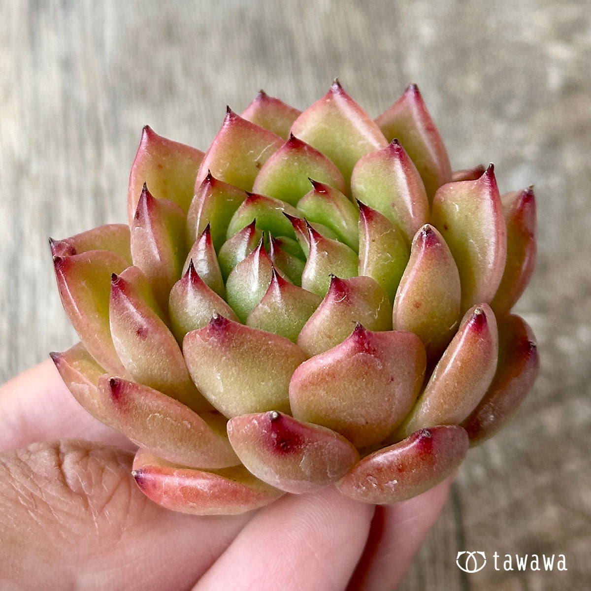 ツインスター(花村農園苗)
