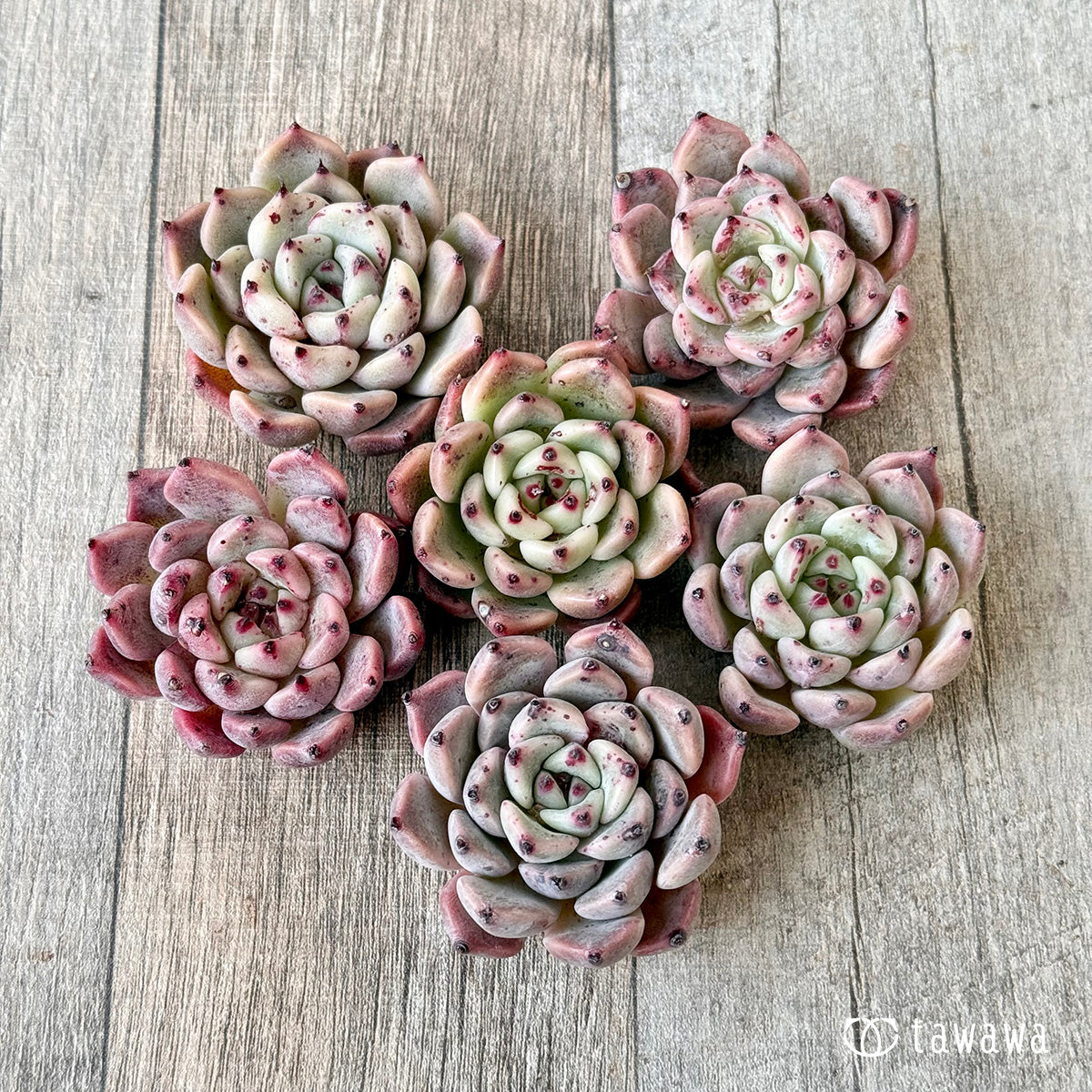 ジャッカル(エアーマジック苗)