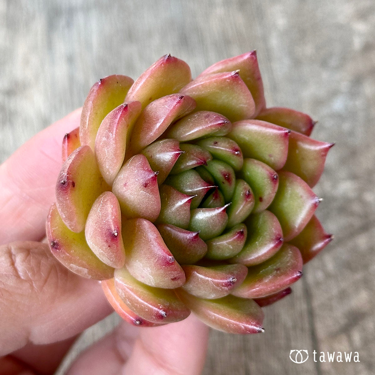 ツインスター(花村農園苗)