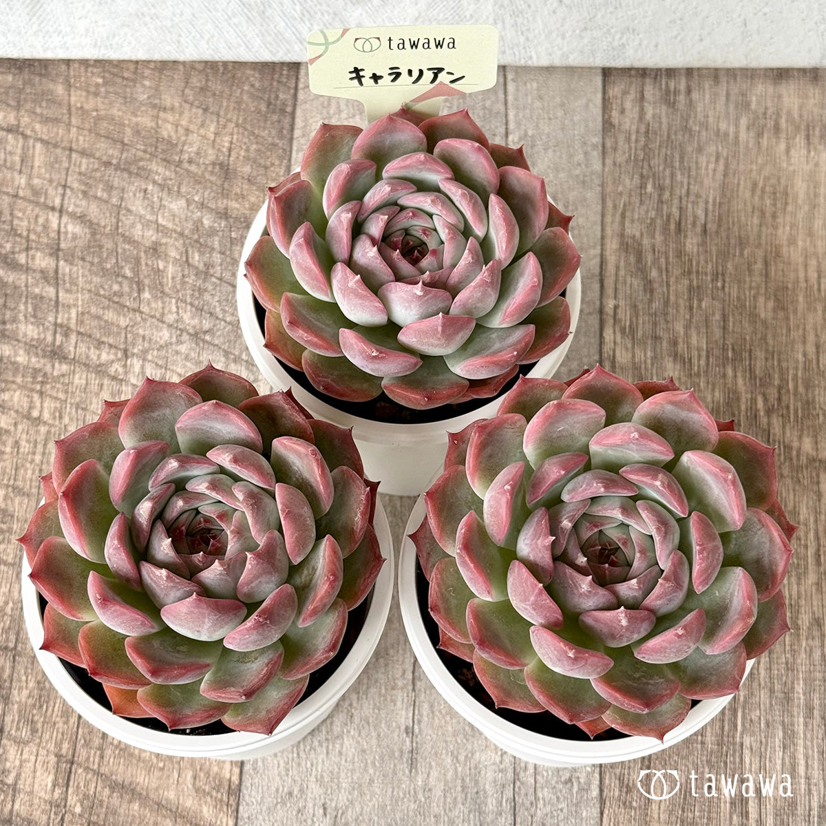 New Arrival Caralian