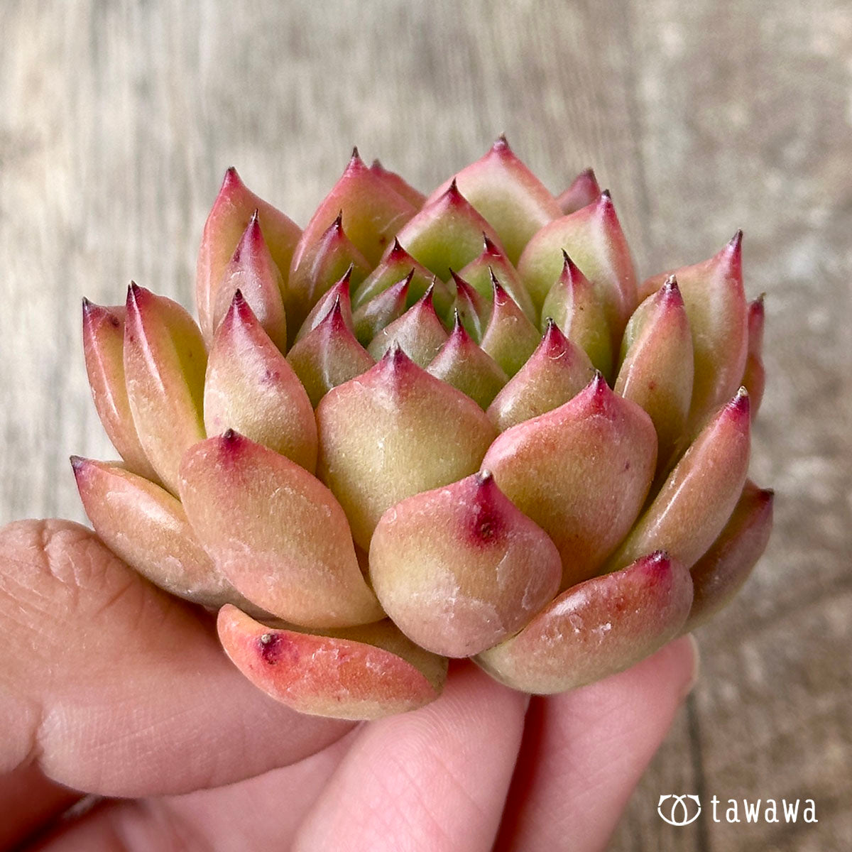 ツインスター(花村農園苗)