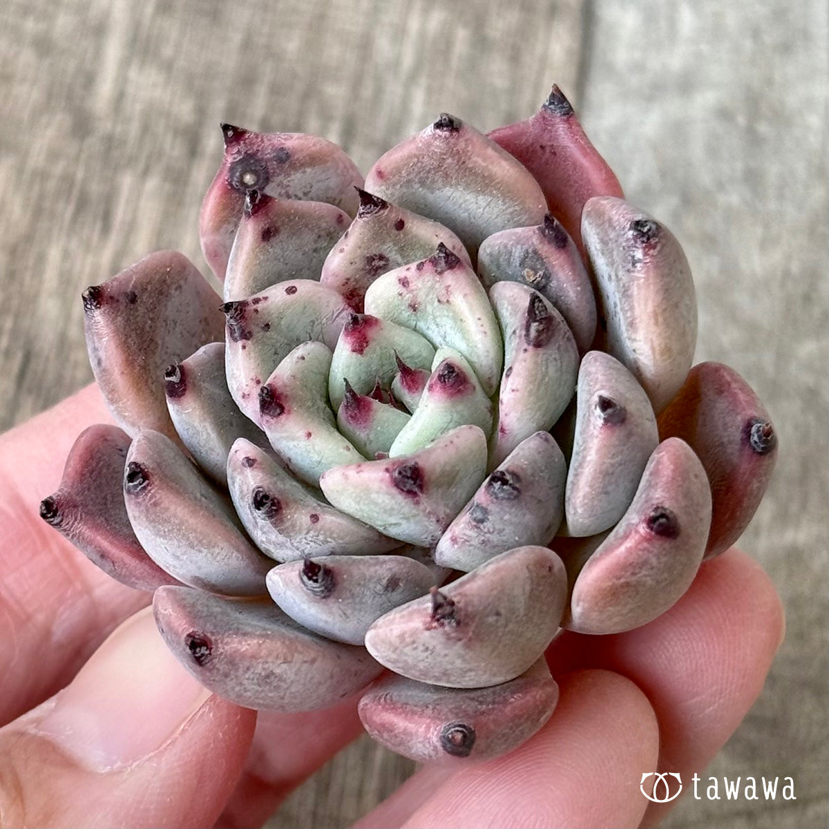 ジャッカル(エアーマジック苗)