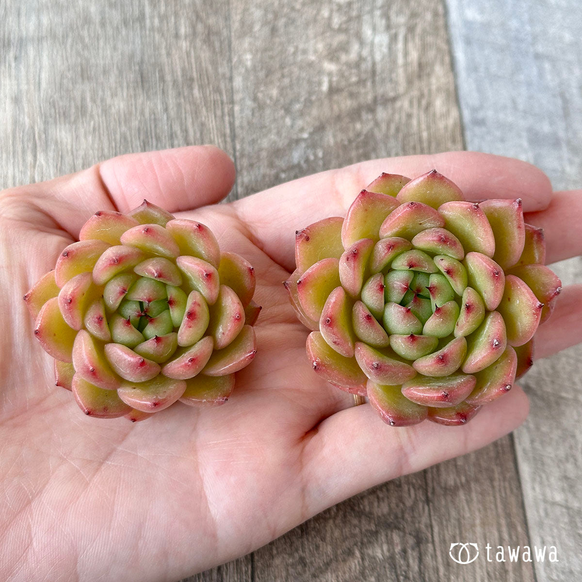 ツインスター(花村農園苗)