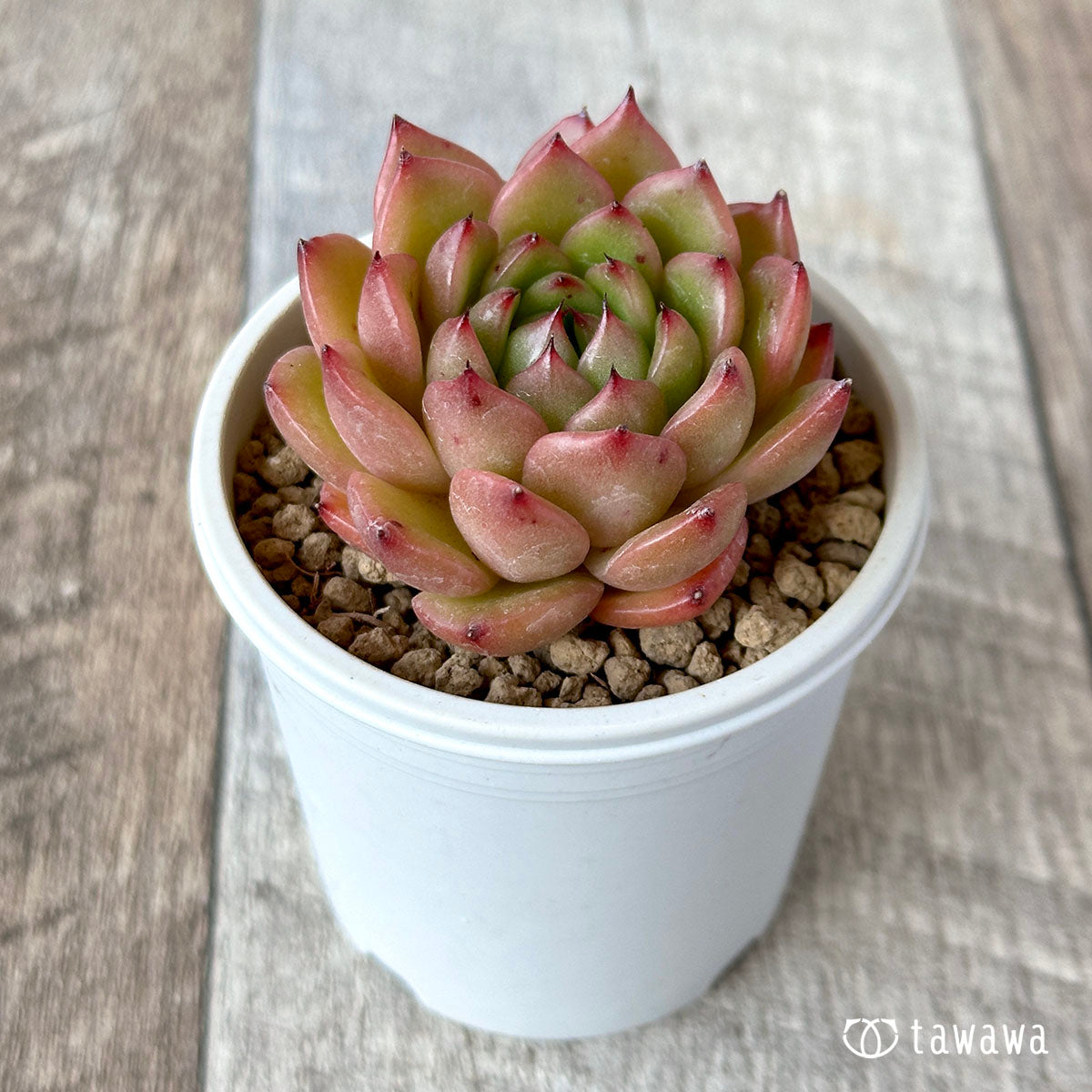 ツインスター(花村農園苗)