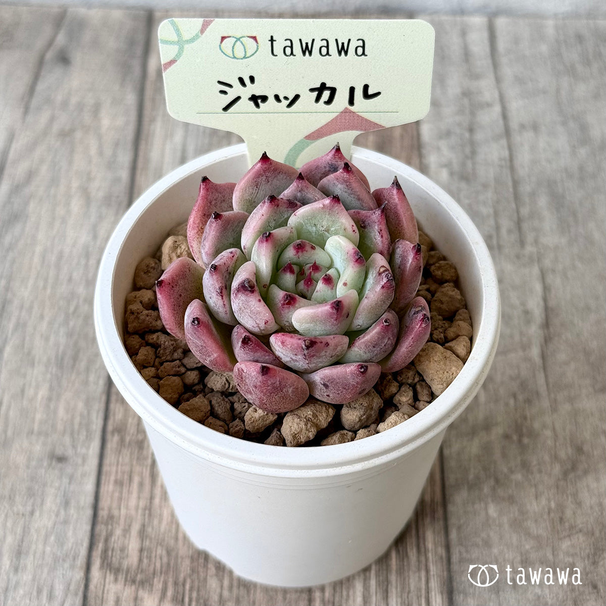 ジャッカル(エアーマジック苗)