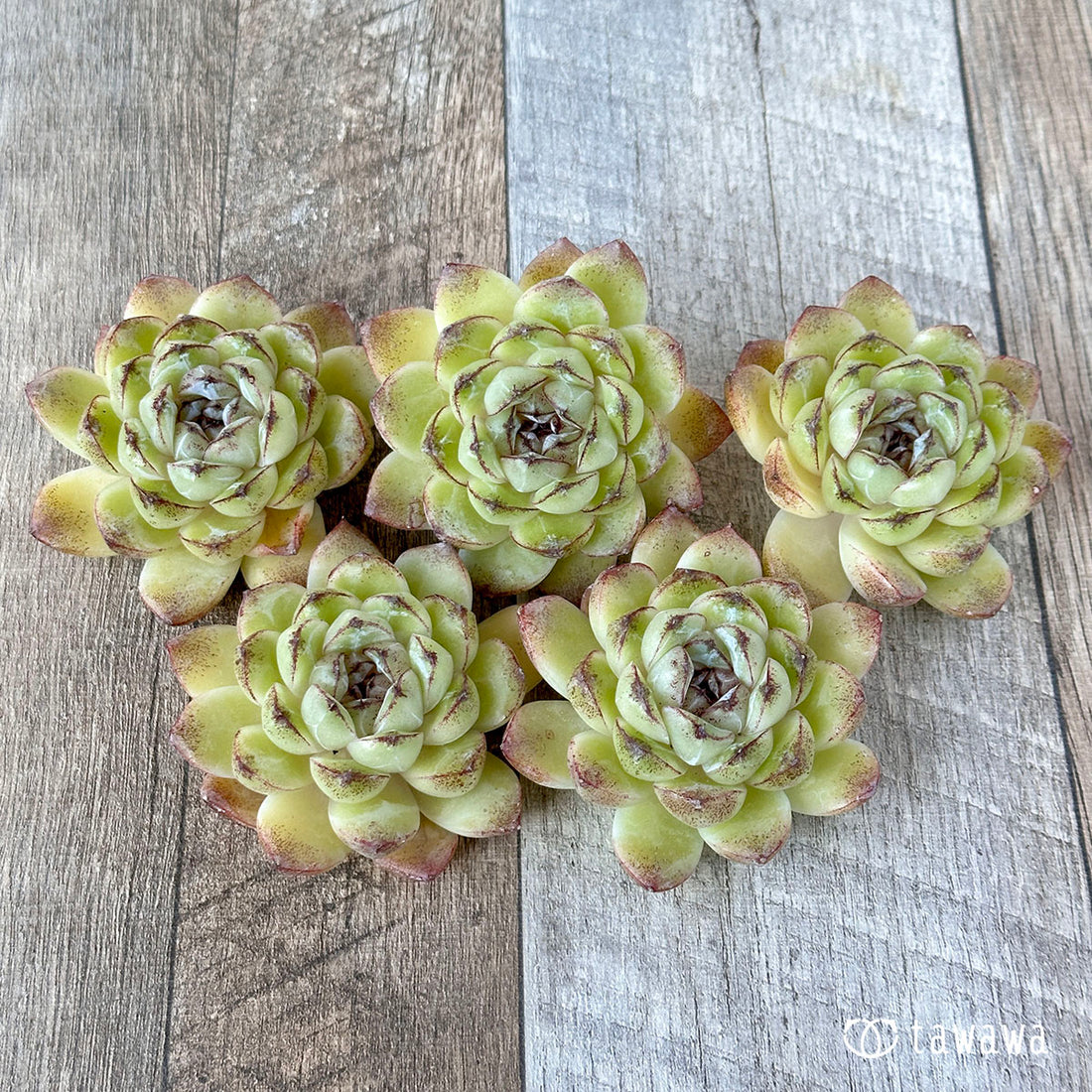 パープルディンプル(花村農園苗)