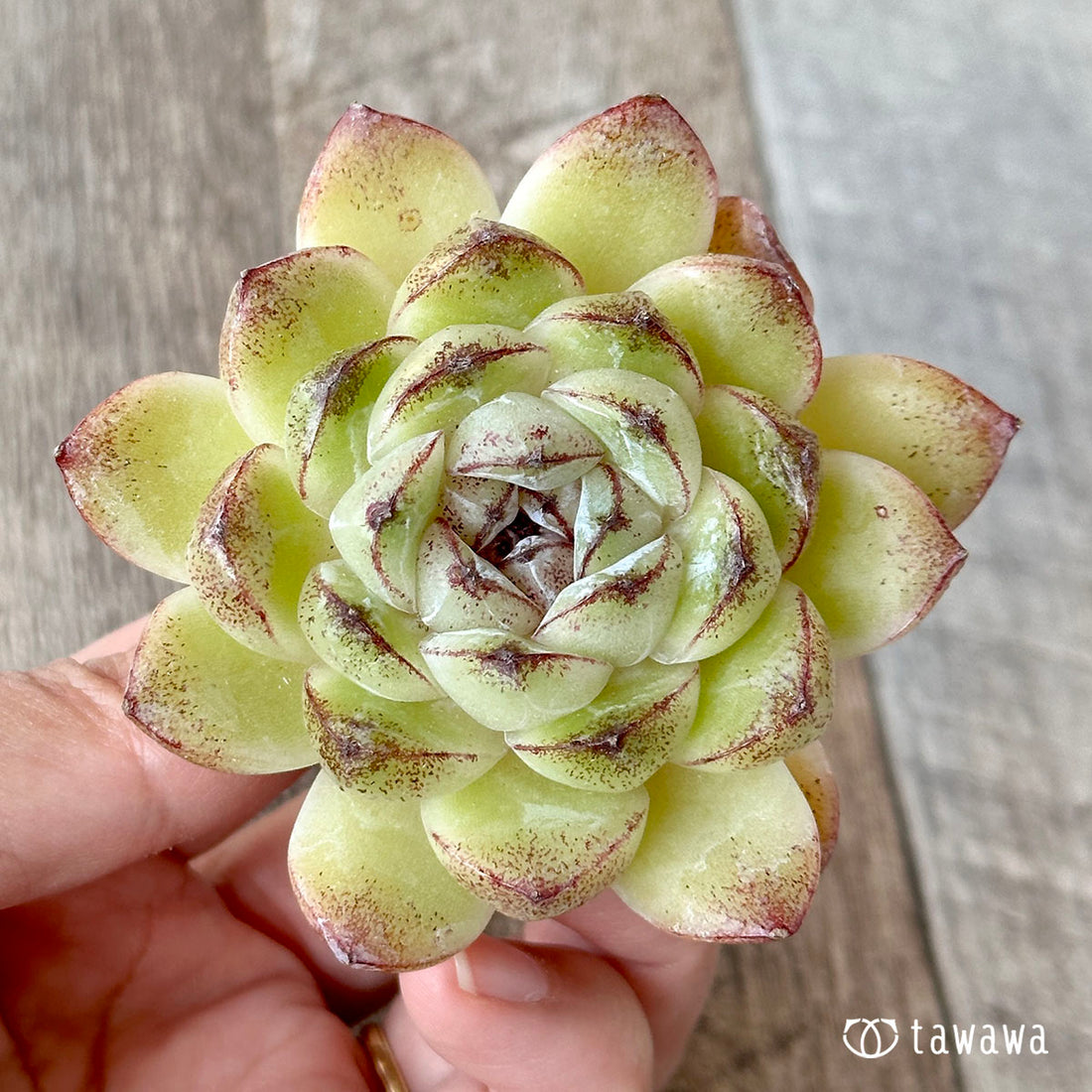 パープルディンプル(花村農園苗)