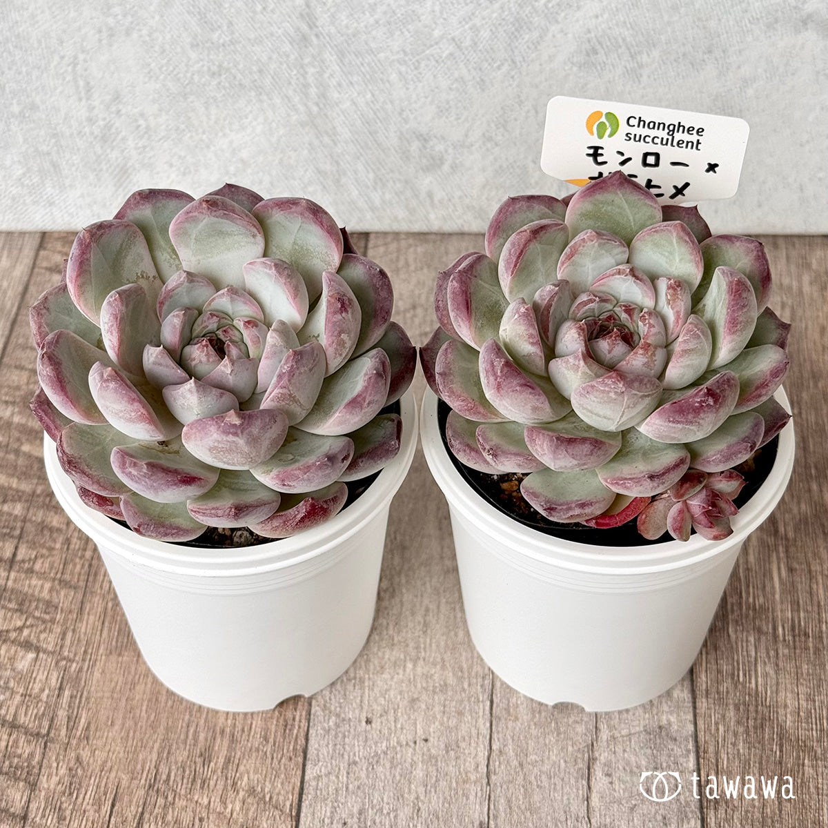 モンロー×サラヒメ(チャンヒー農園)【tawawaハウス苗】(7.5cmポット)