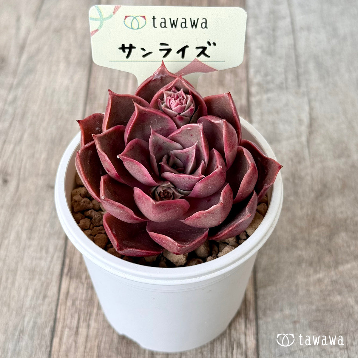 サンライズ【単頭】(エアーマジック農園苗)