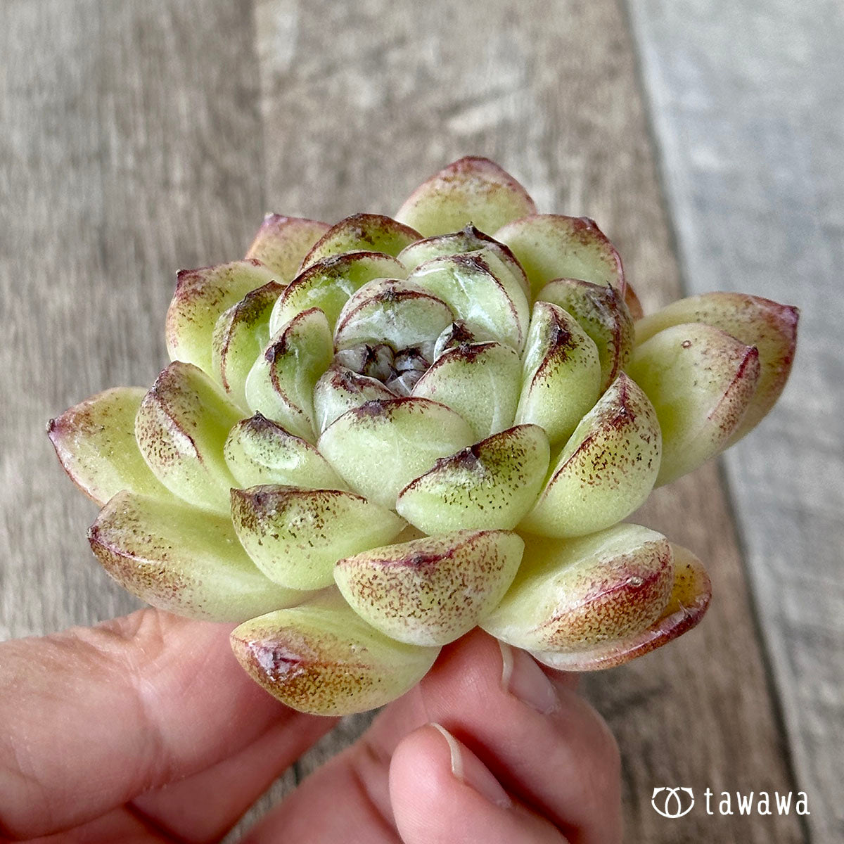 パープルディンプル(花村農園苗)