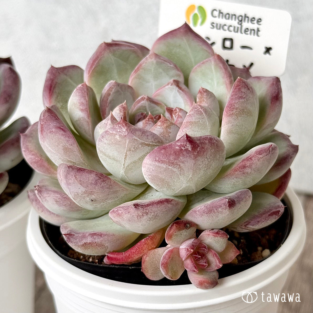 モンロー×サラヒメ(チャンヒー農園)【tawawaハウス苗】(7.5cmポット)