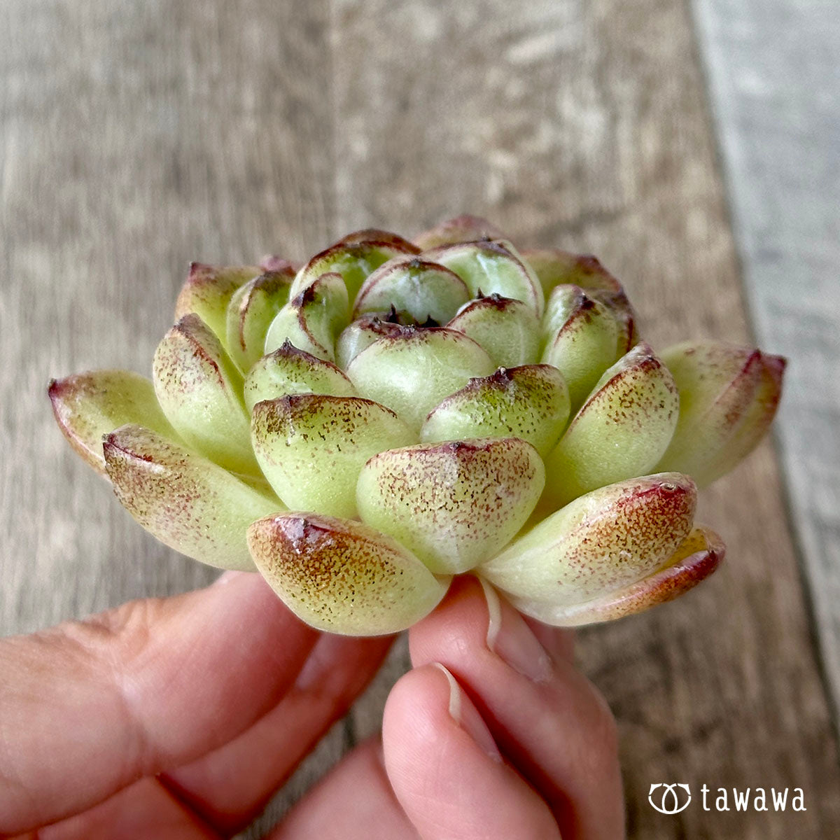 パープルディンプル(花村農園苗)