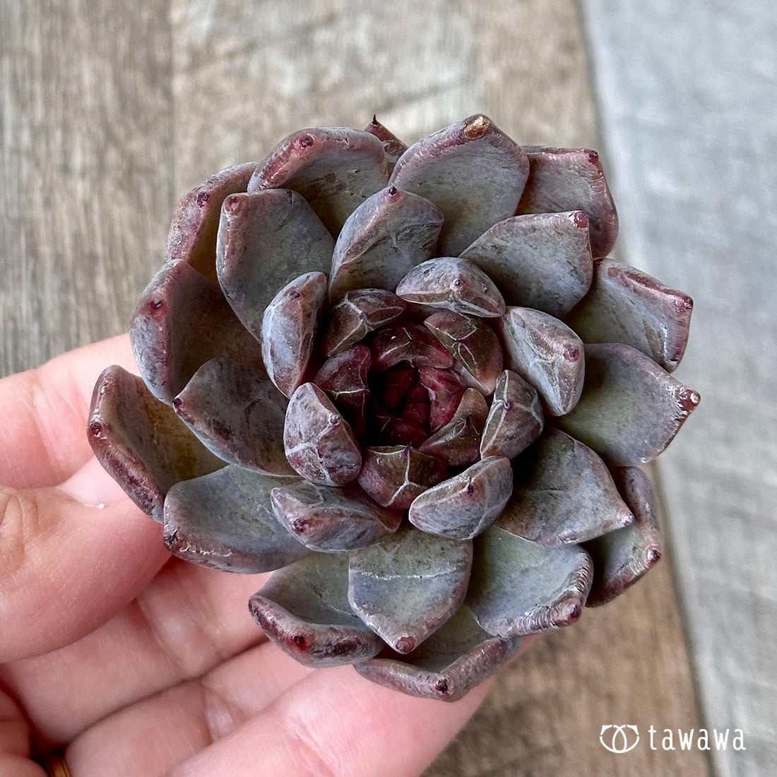 ヒアリナhyb× ブラッドマリアhyb(花村農園苗)