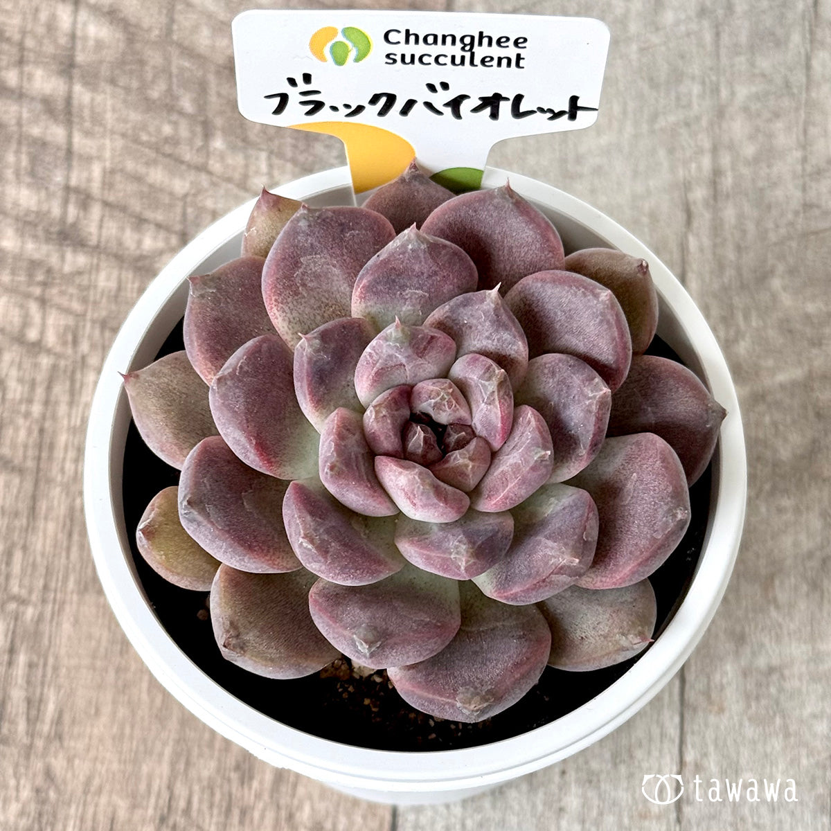 ブラックバイオレット(チャンヒー農園)【tawawaハウス苗】(7.5cmポット)