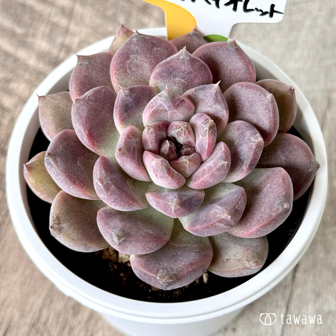 New Arrivals: Ice Green