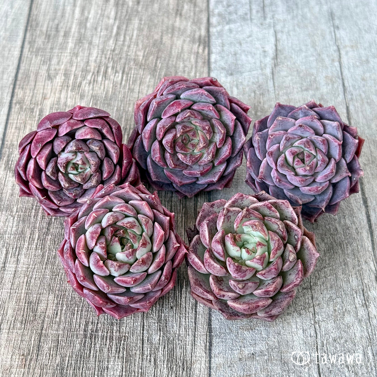 *新入荷* クイーンリー(エアーマジック農園苗)