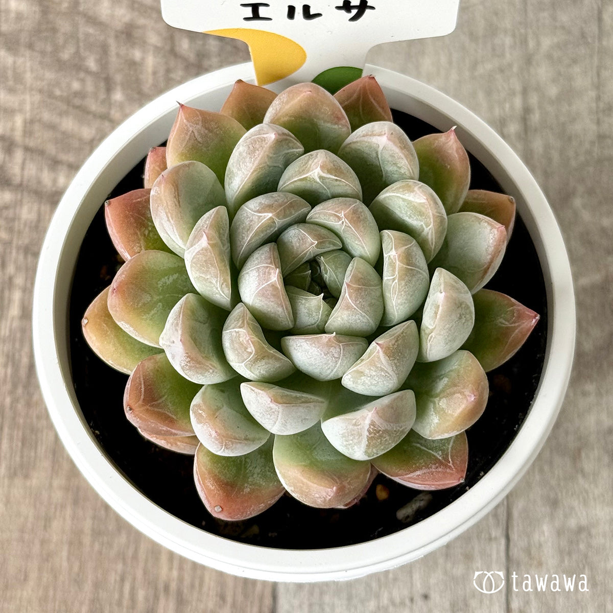 エルサ(チャンヒー農園) 【tawawaハウス苗】(7.5cmポット)
