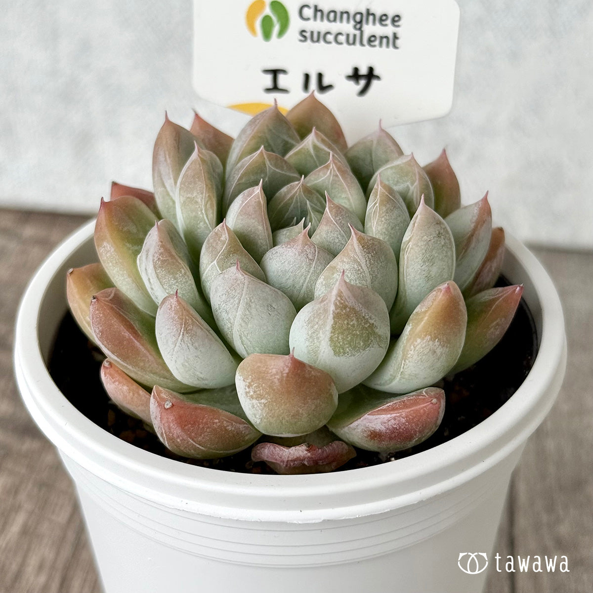 *新発売* エルサ(チャンヒー農園) 【tawawaハウス苗】(7.5cmポット)