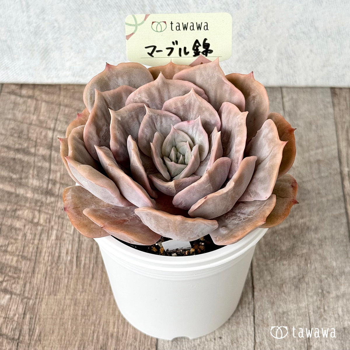 マーブル錦【tawawaハウス苗】(7.5cmポット) – 多肉植物の通販・販売