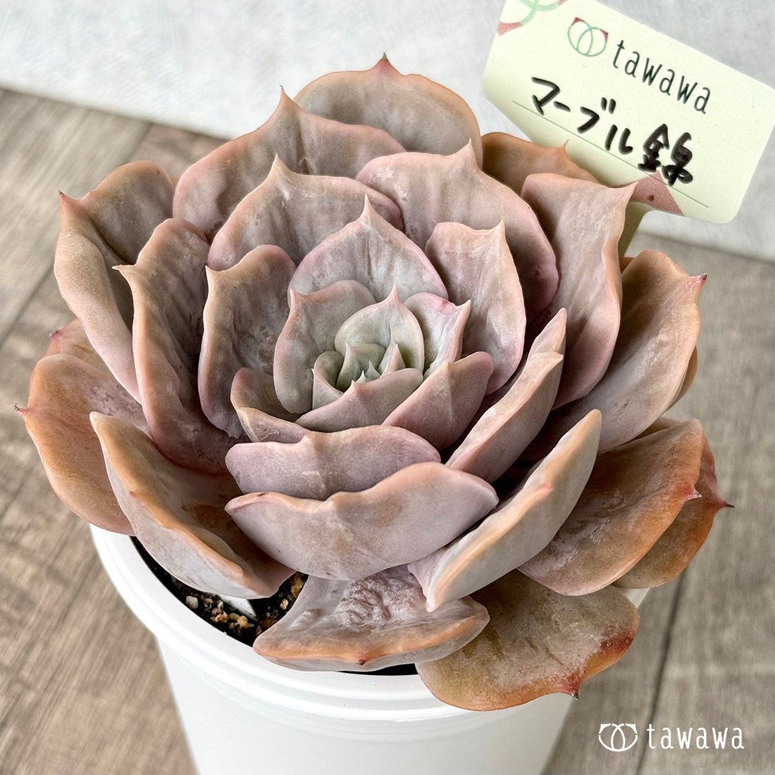 New Arrival* Cubic Frost