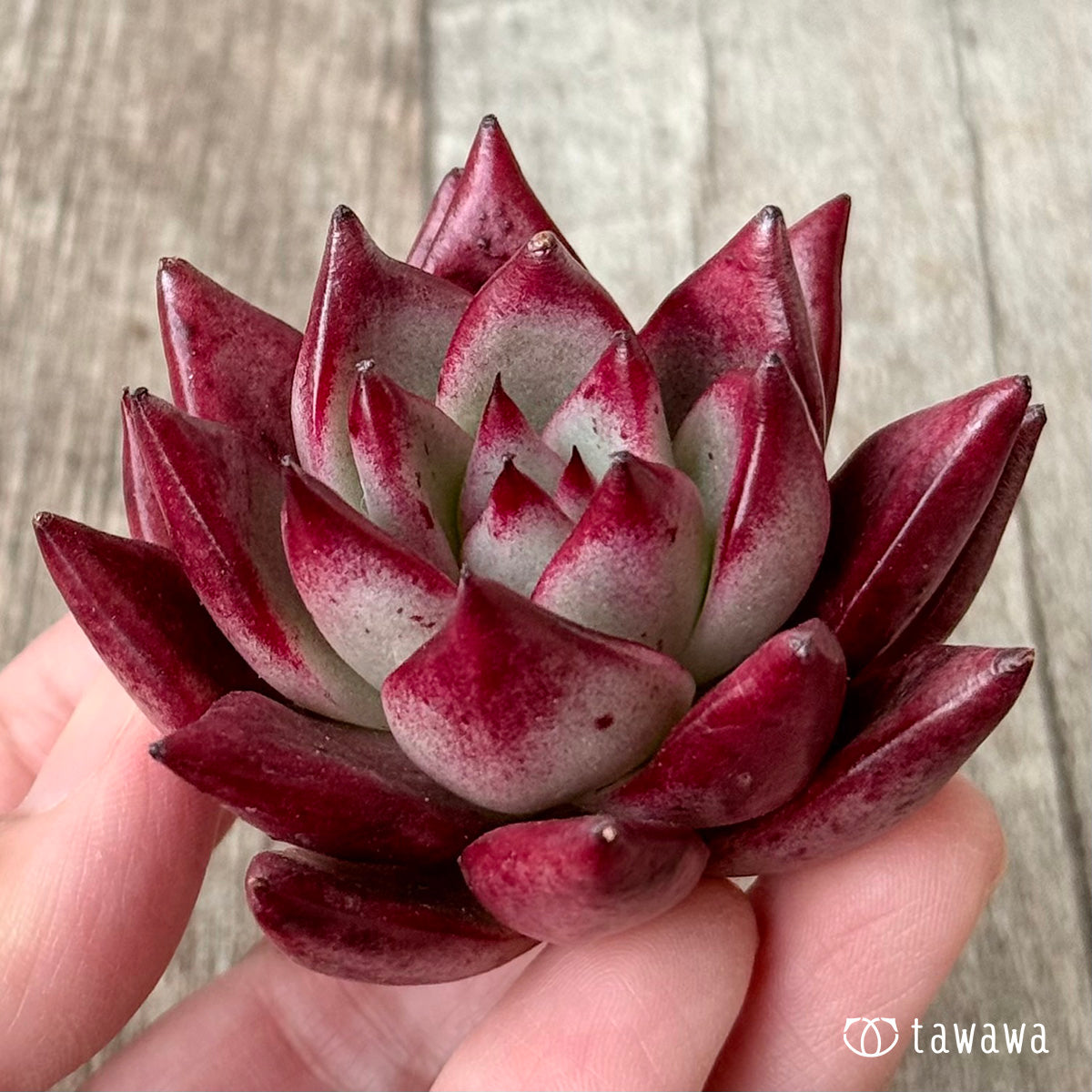Concorde (Air Magic Garden Seedlings)