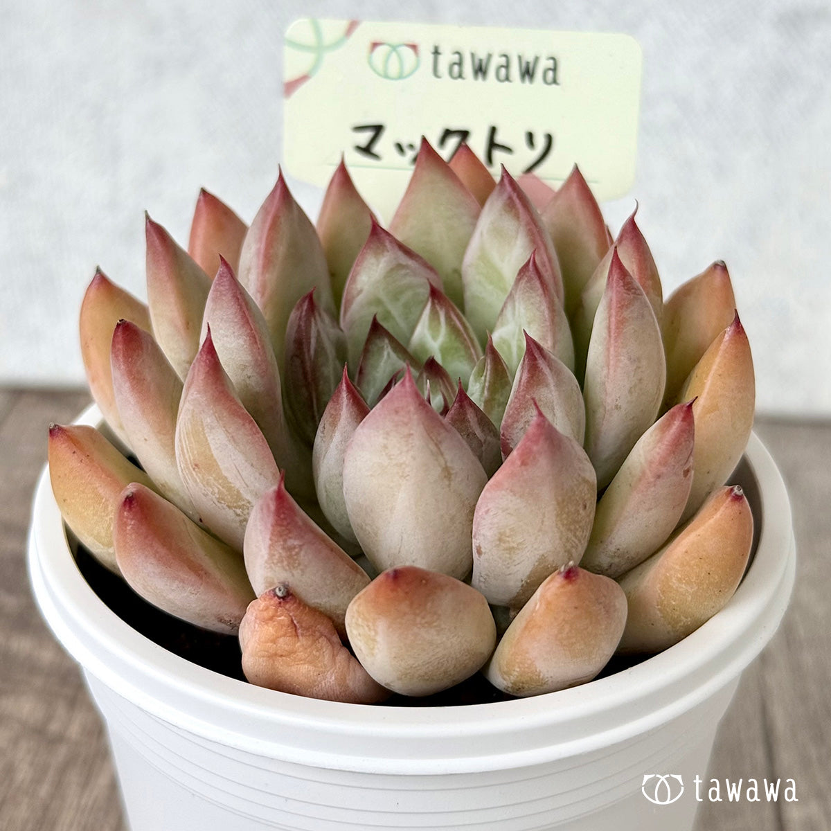 *新発売* マックトリ(エアーマジック農園)【tawawaハウス苗】(7.5cmポット)