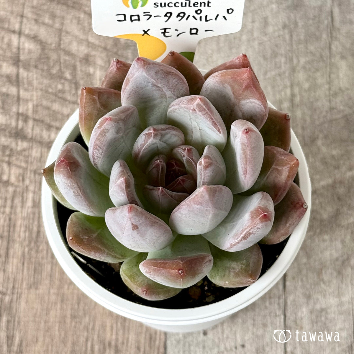 コロラータタパルパ×モンロー(チャンヒー農園)【tawawaハウス苗】(7.5cmポット)
