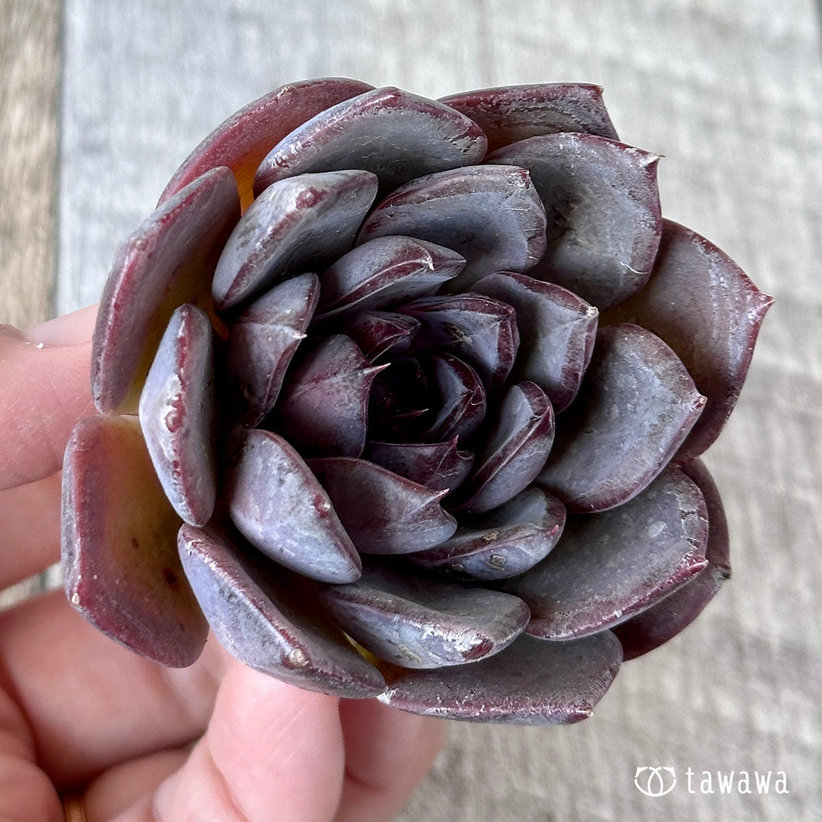 블랙 라쿤