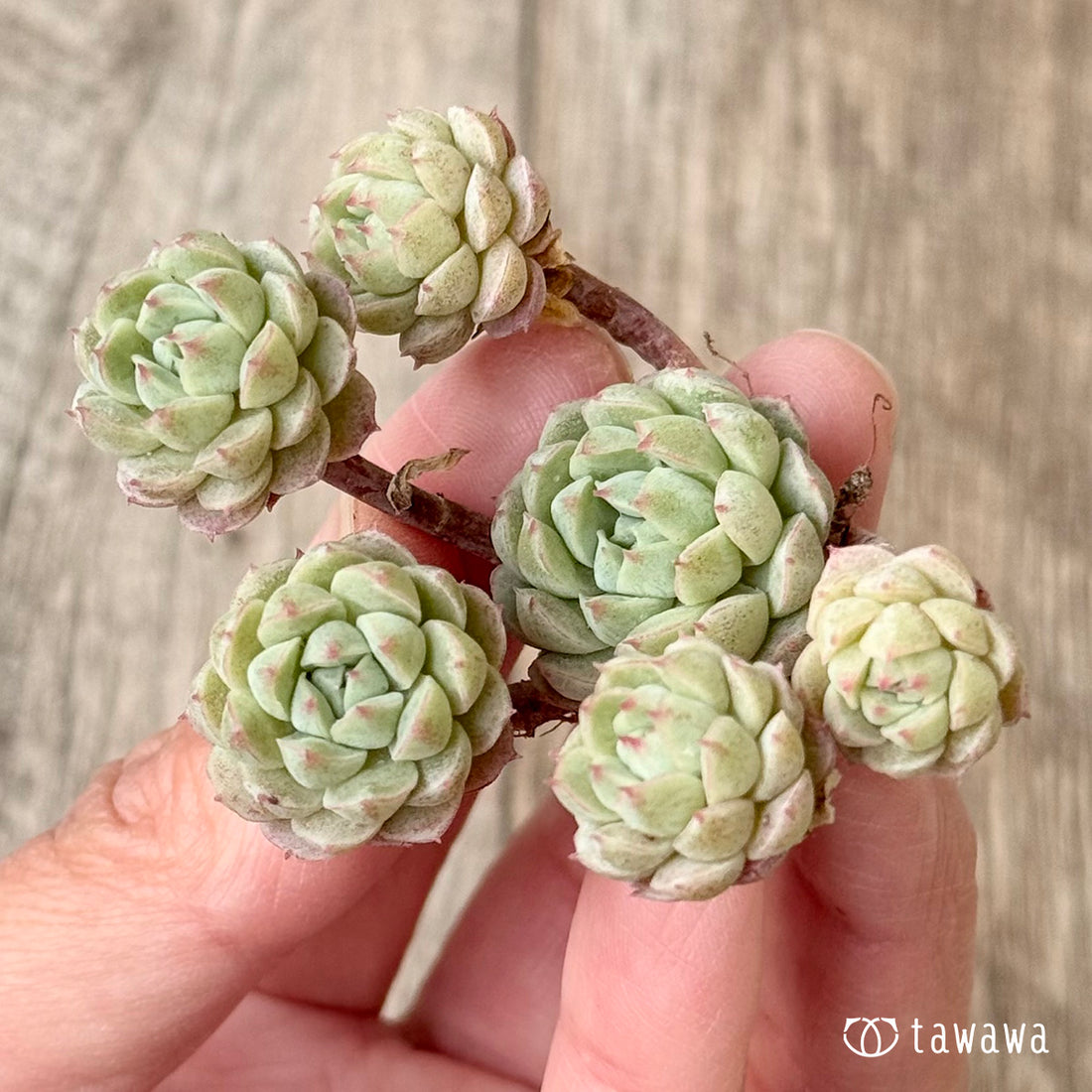 【3/9発売】オクロ(エアーマジック農園苗)