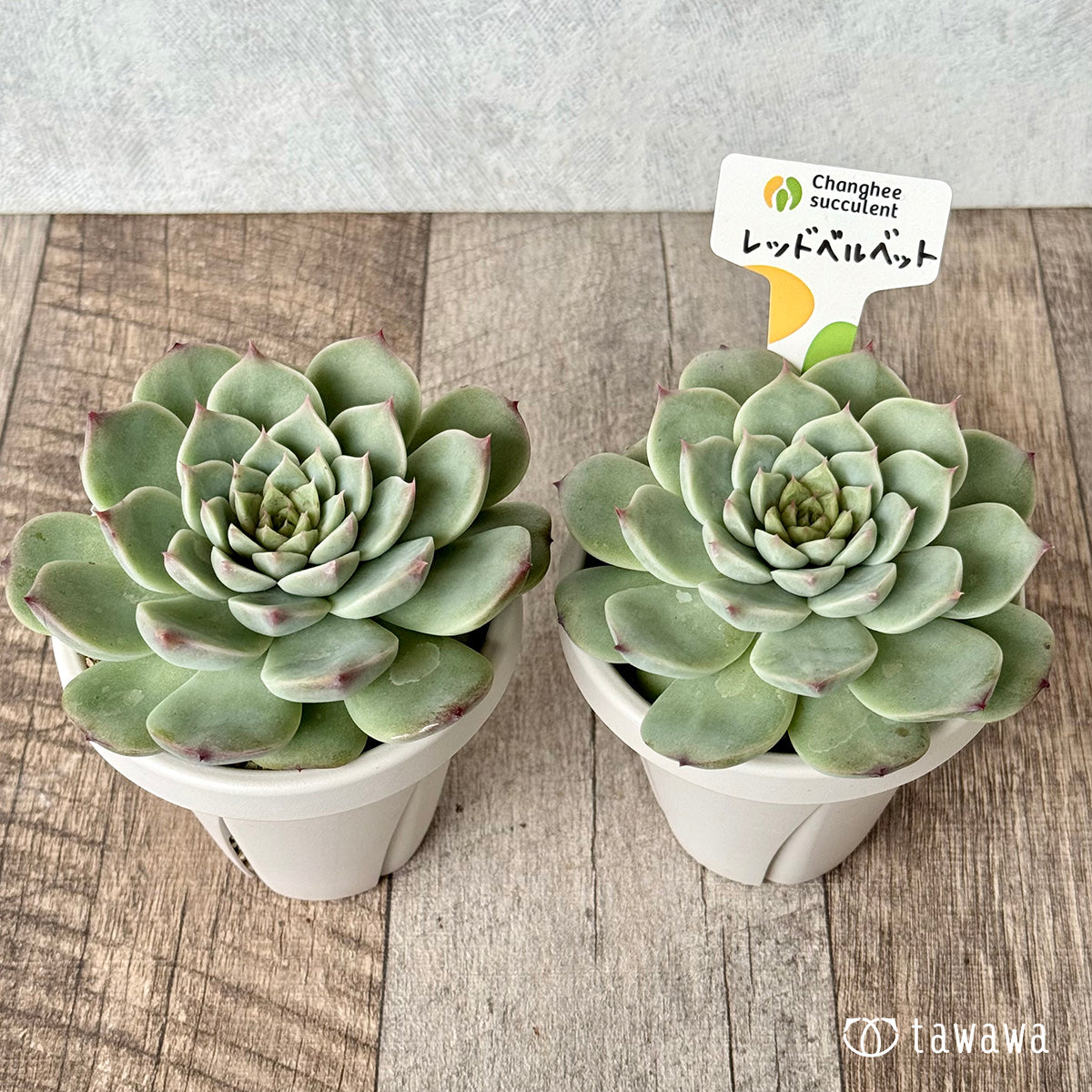 *新発売* レッドベルベット(チャンヒー農園)【tawawaハウス苗】(根張り鉢3号)