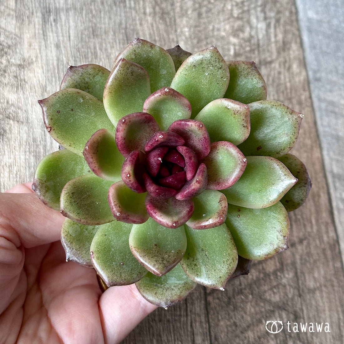 New Arrivals: Ice Green