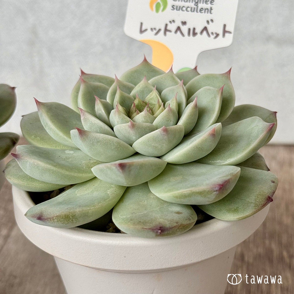 *新発売* レッドベルベット(チャンヒー農園)【tawawaハウス苗】(根張り鉢3号)