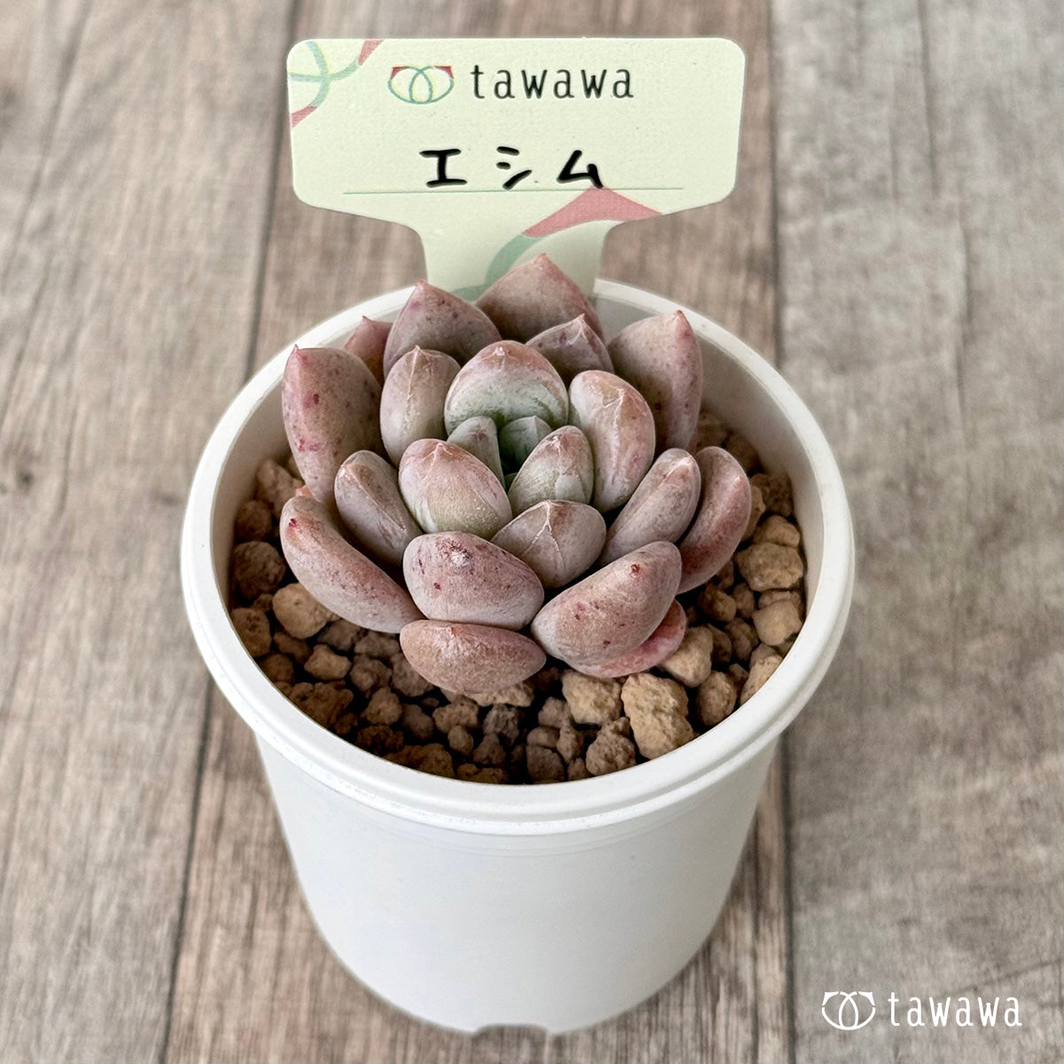 *新入荷* エシム(エアーマジック農園苗)