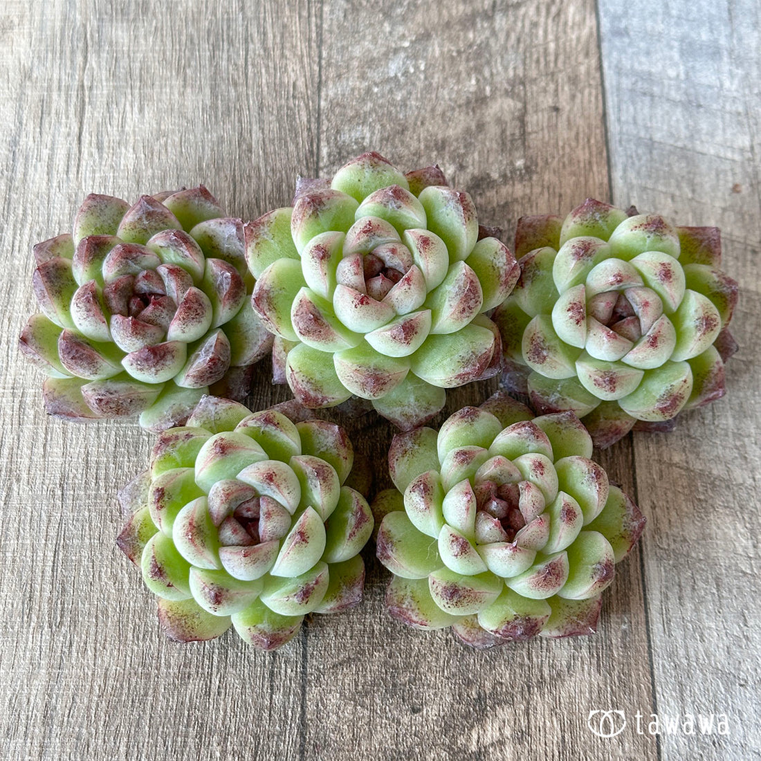 ブラッドマリア×エレガンス(花村農園苗)