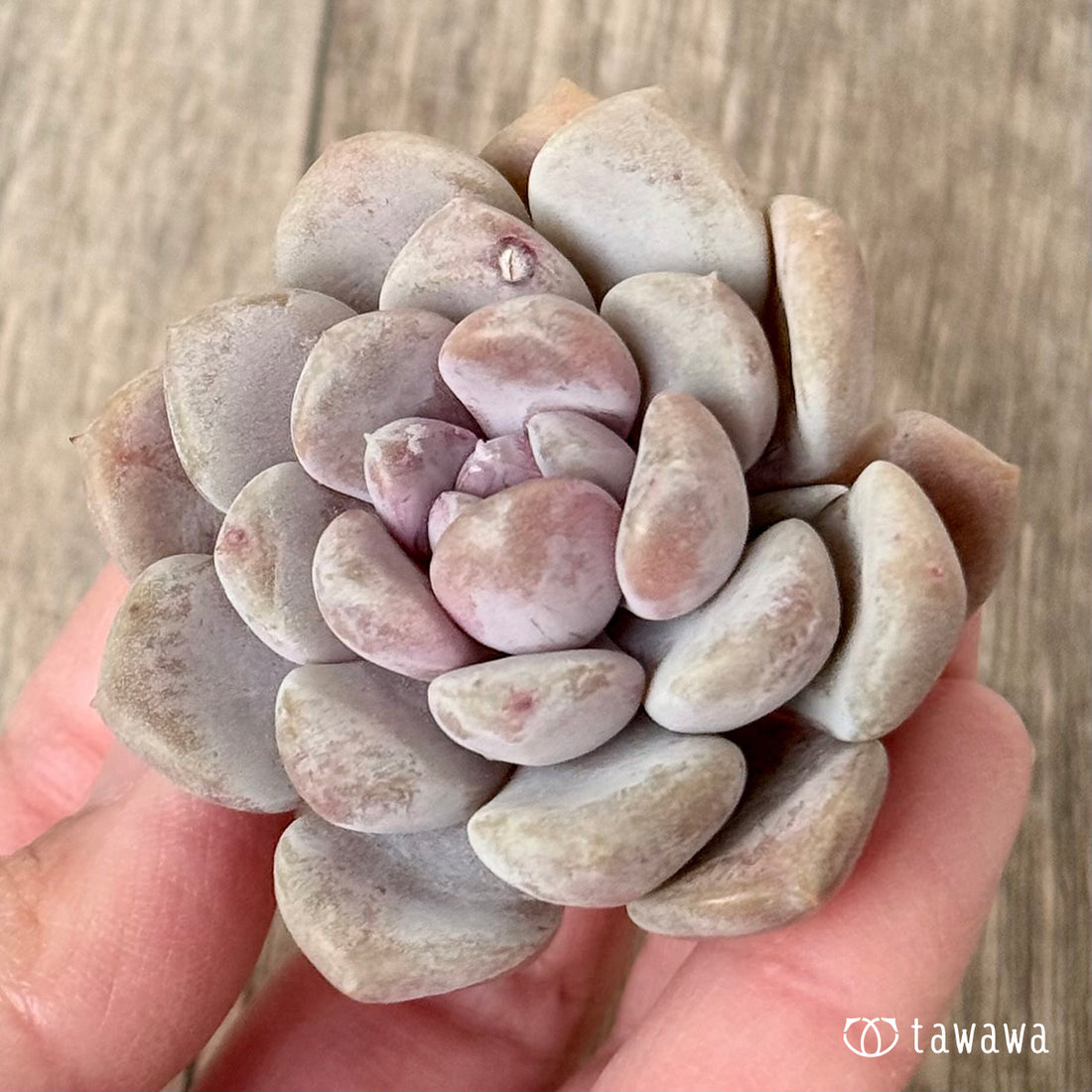 *新入荷* ムーンリー(エアーマジック農園苗)