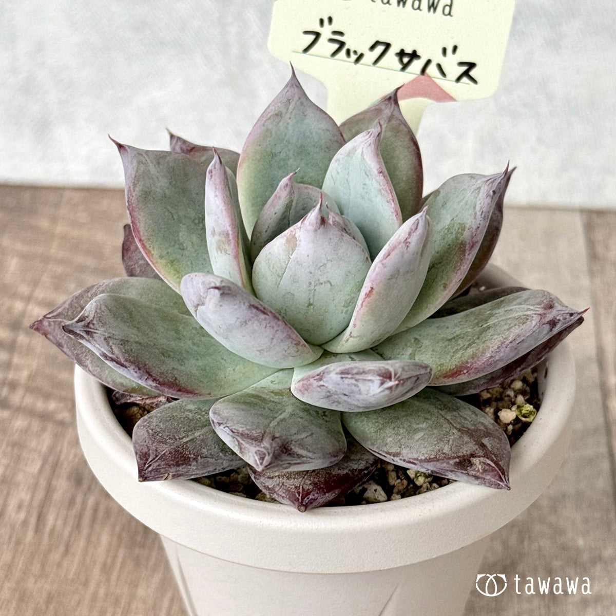 *新発売* ブラックサバス②【tawawaハウス苗】(根張り鉢3号)