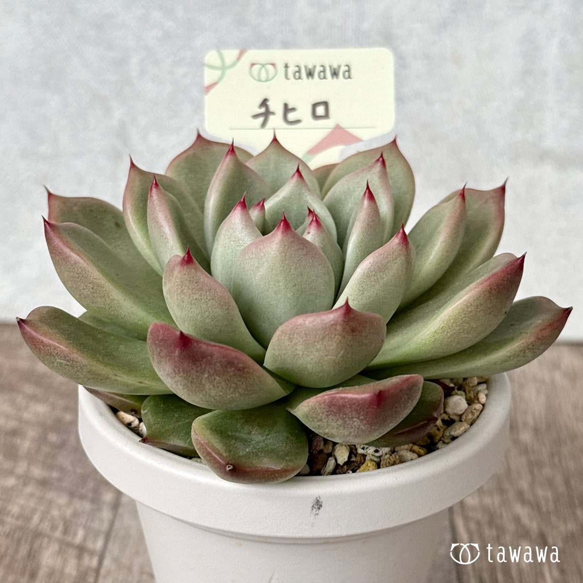 *新発売* チヒロ(エアーマジック農園)【tawawaハウス苗】(根張り鉢3号)
